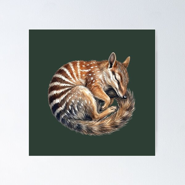 Item preview, Sleeping Numbat Illustration - Curled Up Australian Marsupial Nature Art designed and sold by Wennebabs.