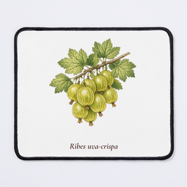 Item preview, Gooseberry Botanical T-Shirt | Ribes uva-crispa Vintage Illustration | British Garden Gift designed and sold by Panom Suavichien.