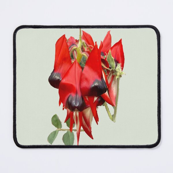 Item preview, Sturt Desert Pea designed and sold by indiafrankk.
