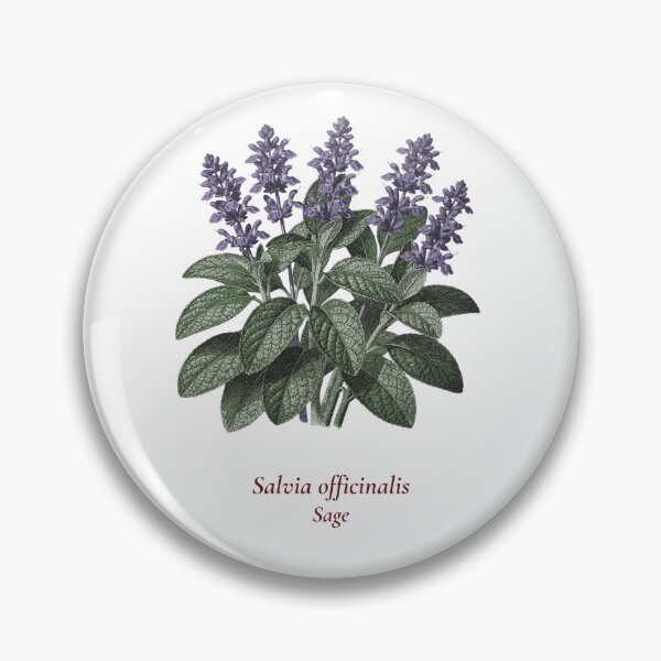 Item preview, Sage Botanical T-Shirt | Salvia officinalis Vintage Illustration | Herb Lover Gift designed and sold by Panom Suavichien.