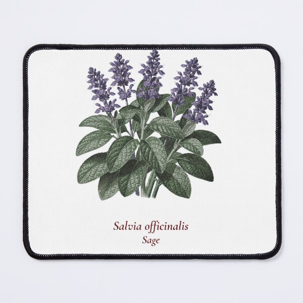 Item preview, Sage Botanical T-Shirt | Salvia officinalis Vintage Illustration | Herb Lover Gift designed and sold by Panom Suavichien.