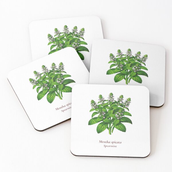 Item preview, Spearmint Botanical T-Shirt | Mentha spicata Vintage Illustration | Herb Lover Gift designed and sold by Panom Suavichien.