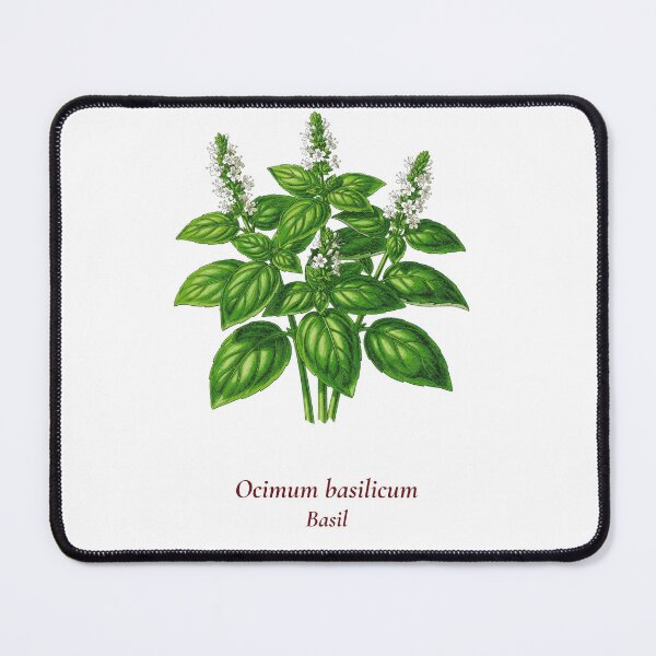 Item preview, Basil Botanical T-Shirt | Ocimum basilicum Vintage Illustration | Herb Lover Gift designed and sold by Panom Suavichien.