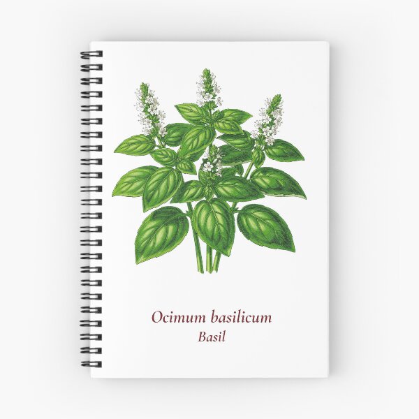 Artikelvorschau, Basilikum Botanisches T-Shirt | Ocimum Basilicum Vintage Illustration | Geschenk für Kräuterliebhaber entworfen und verkauft von Panom Suavichien.