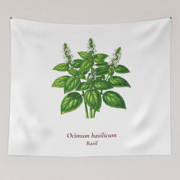 Item preview, Basil Botanical T-Shirt | Ocimum basilicum Vintage Illustration | Herb Lover Gift designed and sold by Panom Suavichien.
