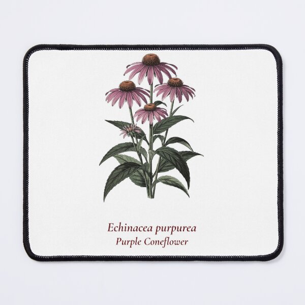 Item preview, Echinacea Botanical T-Shirt | Echinacea purpurea Vintage Illustration | Wildflower Herb Gift designed and sold by Panom Suavichien.