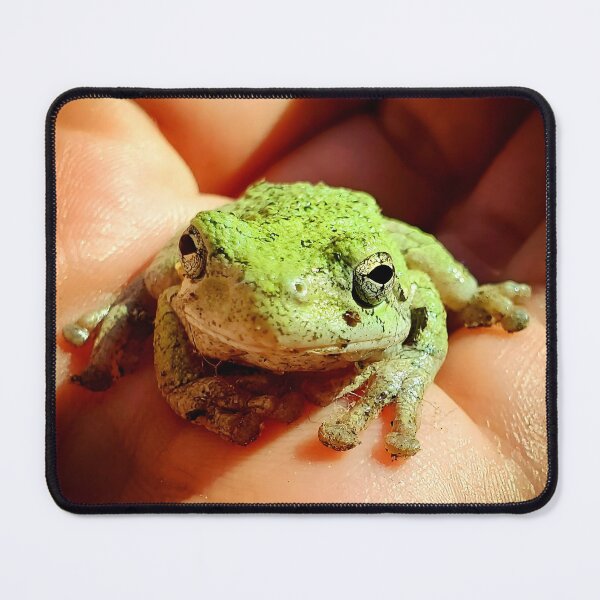 Item preview, Gray Treefrog (Green phase) – Original Macro Photography designed and sold by Crystal Furciniti.
