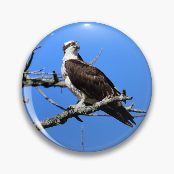 Item preview, Majestic Osprey overlooks his territory designed and sold by Chris Coates Photography.com.