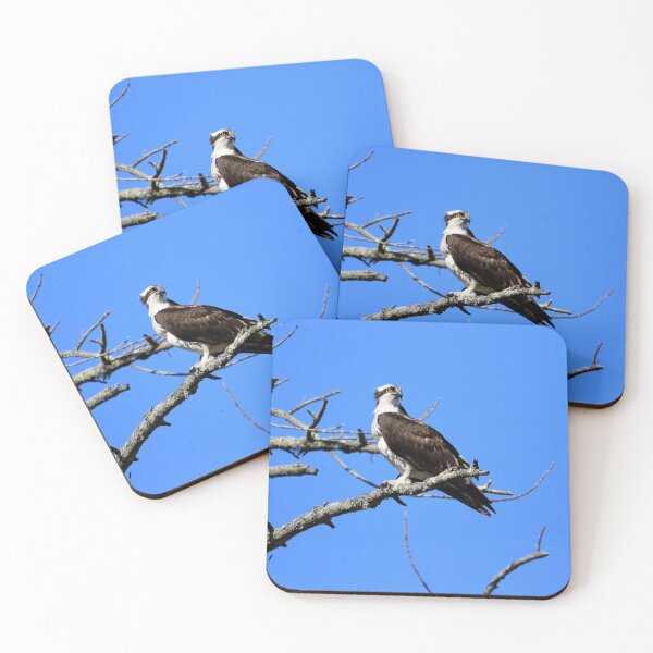 Item preview, Majestic Osprey overlooks his territory designed and sold by Chris Coates Photography.com.