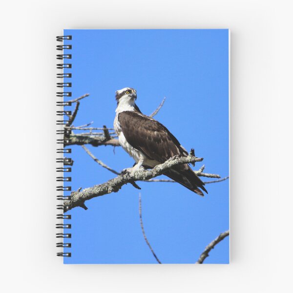 Item preview, Majestic Osprey overlooks his territory designed and sold by Chris Coates Photography.com.