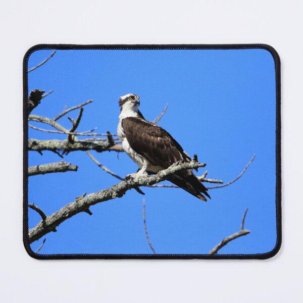 Item preview, Majestic Osprey overlooks his territory designed and sold by Chris Coates Photography.com.