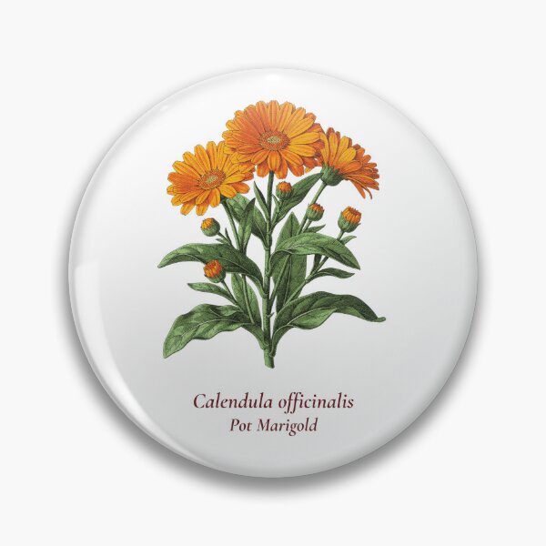 Item preview, Calendula Botanical T-Shirt | Calendula officinalis Vintage Illustration | Herb Lover Gift designed and sold by Panom Suavichien.