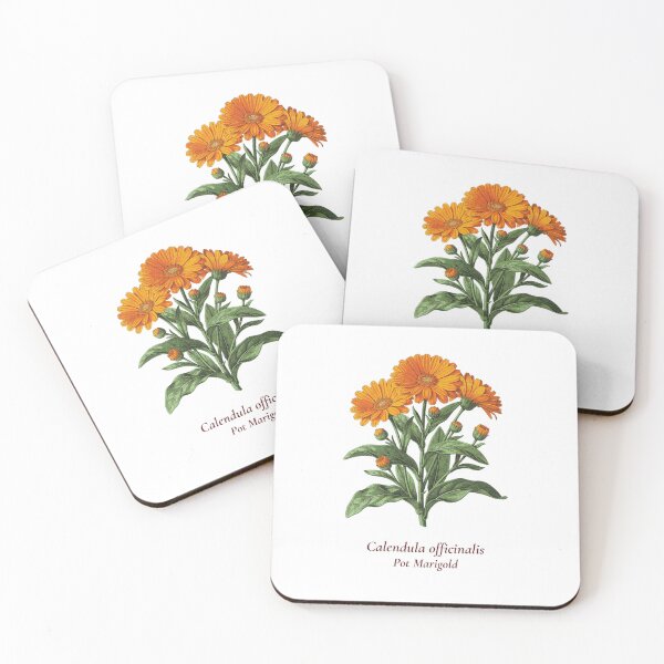 Item preview, Calendula Botanical T-Shirt | Calendula officinalis Vintage Illustration | Herb Lover Gift designed and sold by Panom Suavichien.