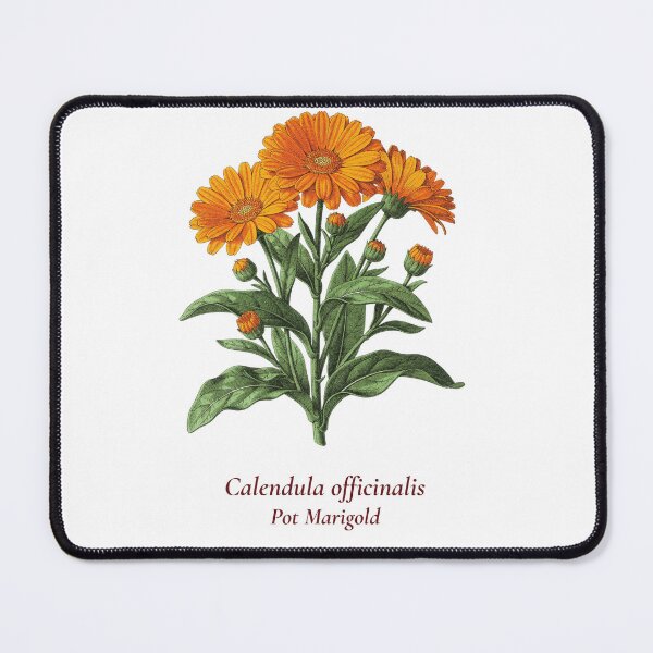 Item preview, Calendula Botanical T-Shirt | Calendula officinalis Vintage Illustration | Herb Lover Gift designed and sold by Panom Suavichien.