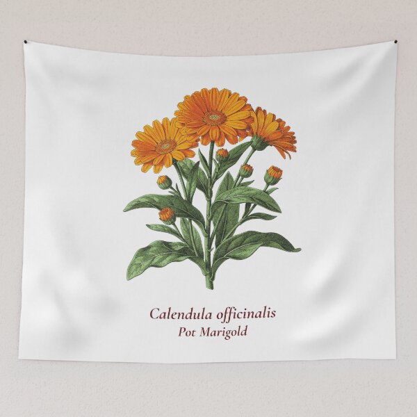 Item preview, Calendula Botanical T-Shirt | Calendula officinalis Vintage Illustration | Herb Lover Gift designed and sold by Panom Suavichien.