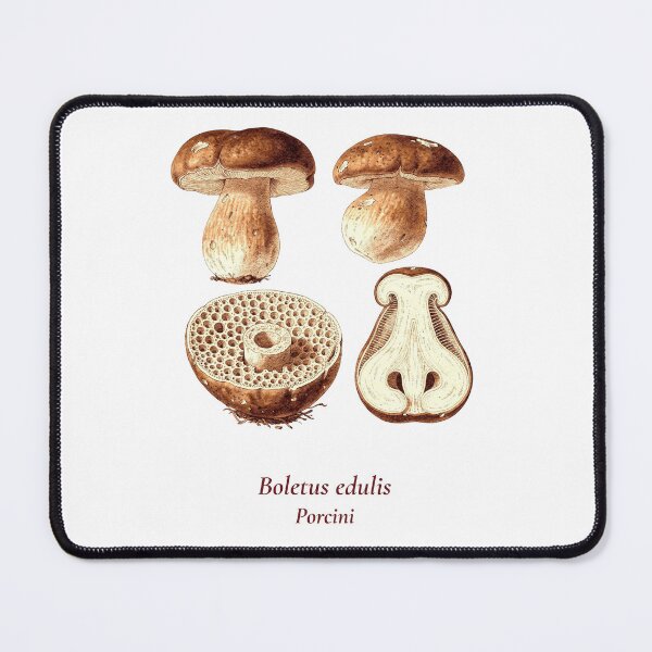 Item preview, Boletus Edulis Botanical T-Shirt | Porcini Mushroom Vintage Illustration | Italian Mushroom Forager Gift designed and sold by Panom Suavichien.