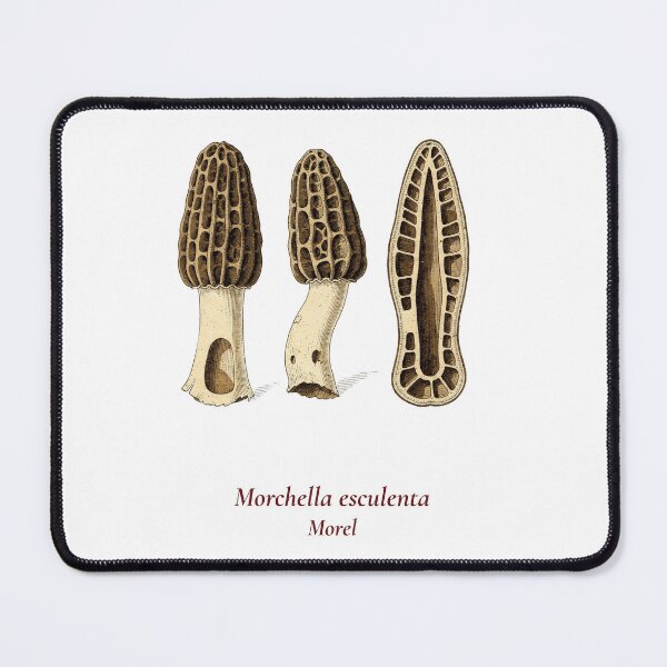 Item preview, Morchella Esculenta Botanical T-Shirt | Morel Mushroom Vintage Illustration | Forager Mycology Gift designed and sold by Panom Suavichien.