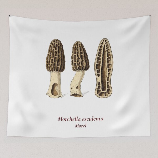 Item preview, Morchella Esculenta Botanical T-Shirt | Morel Mushroom Vintage Illustration | Forager Mycology Gift designed and sold by Panom Suavichien.