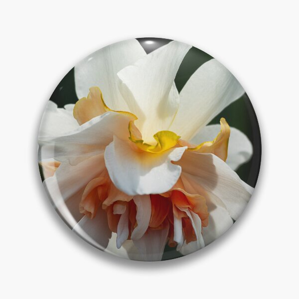 Item preview, Salmon and white double daffodil closeup designed and sold by lisavonbiela.