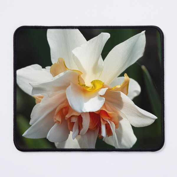 Item preview, Salmon and white double daffodil closeup designed and sold by lisavonbiela.