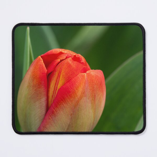 Item preview, Orange tulip bulb against soft leaf background vertical designed and sold by lisavonbiela.