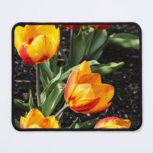 Item preview, Vertical shot of backlit orange tulips against garden soil designed and sold by lisavonbiela.