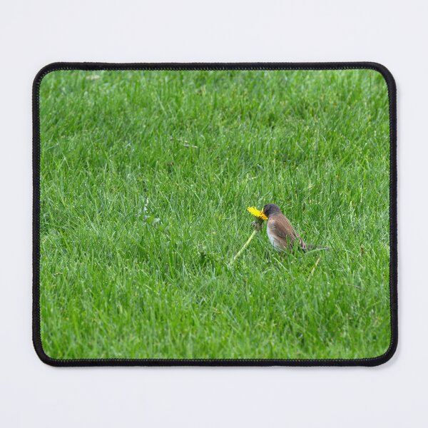 Item preview, Dark-eyed Junco wrestling with a dandelion designed and sold by lisavonbiela.