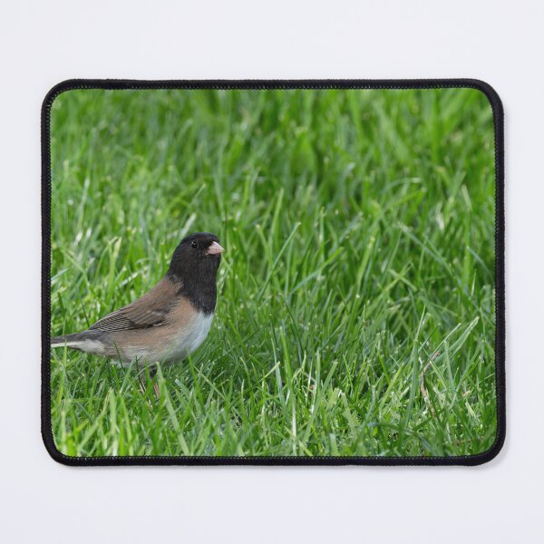Item preview, Dark-eyed Junco in lush grass with eye to camera designed and sold by lisavonbiela.