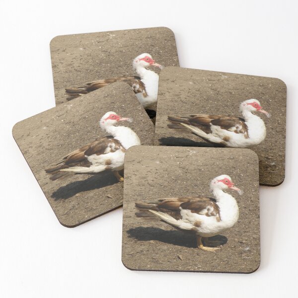 Item preview, Muscovy Duck with a feather Photograph designed and sold by naturegallery.