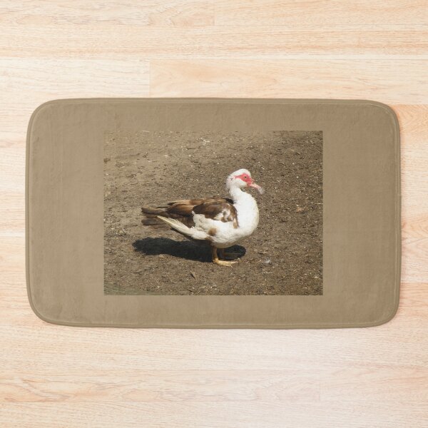 Item preview, Muscovy Duck with a feather Photograph designed and sold by naturegallery.