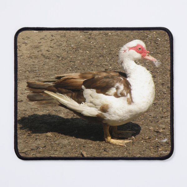 Item preview, Muscovy Duck with a feather Photograph designed and sold by naturegallery.