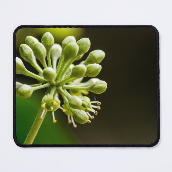 Item preview, Green Flower Buds Macro Close-Up On Stem With Emerging Blossoms And Pollen Detail designed and sold by Nmallia.