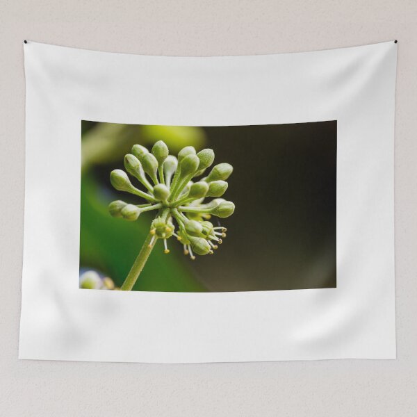 Item preview, Green Flower Buds Macro Close-Up On Stem With Emerging Blossoms And Pollen Detail designed and sold by Nmallia.