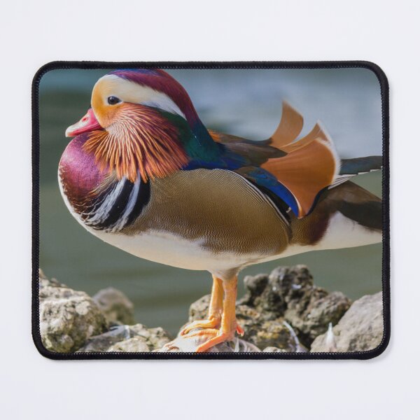 Item preview, Colorful Male Mandarin Duck Standing on Rocks by Calm Water Showing Bright Plumage designed and sold by Nmallia.