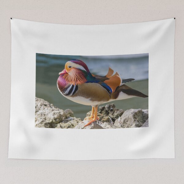Item preview, Colorful Male Mandarin Duck Standing on Rocks by Calm Water Showing Bright Plumage designed and sold by Nmallia.