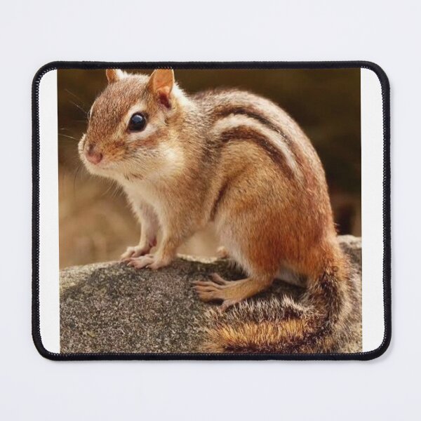 Item preview, Little Chipmunk on a Mossy Rock designed and sold by GUINewAlex.
