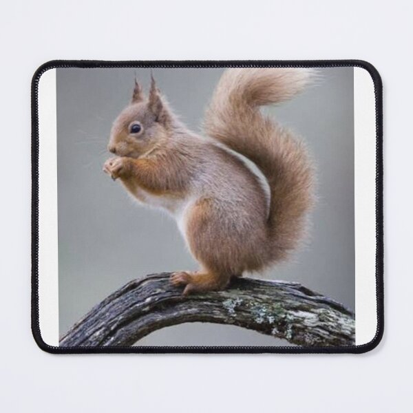 Item preview, Red Squirrel on a Mossy Branch designed and sold by GUINewAlex.