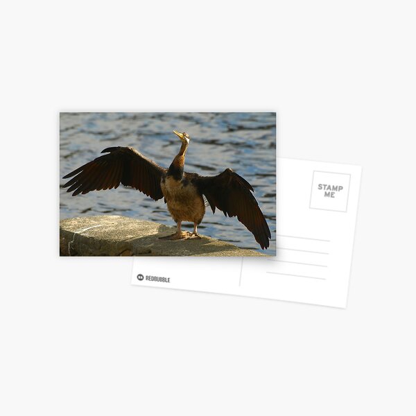 A Well Fed Darter Postcard