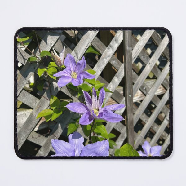 Item preview, Purple Clematis climbs designed and sold by KimPanda.