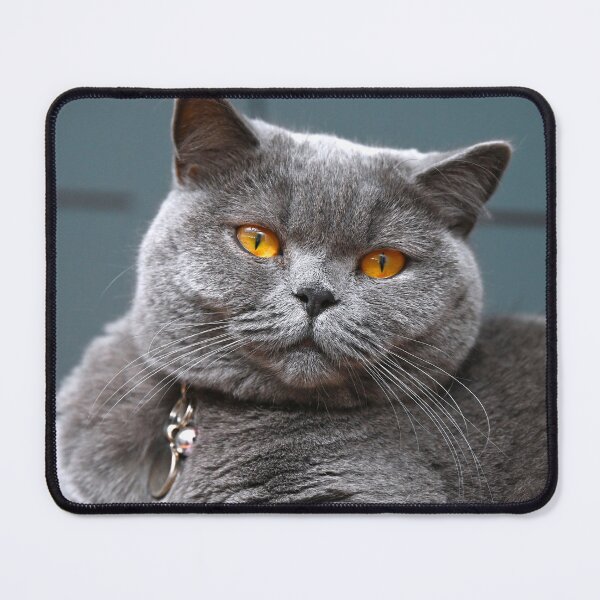 Item preview, Amber Eyes British Blue Cat  designed and sold by Lovemydesigns.
