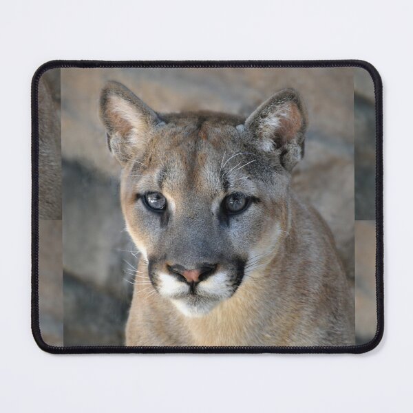 Item preview, Cougar designed and sold by Savannah Gibbs.