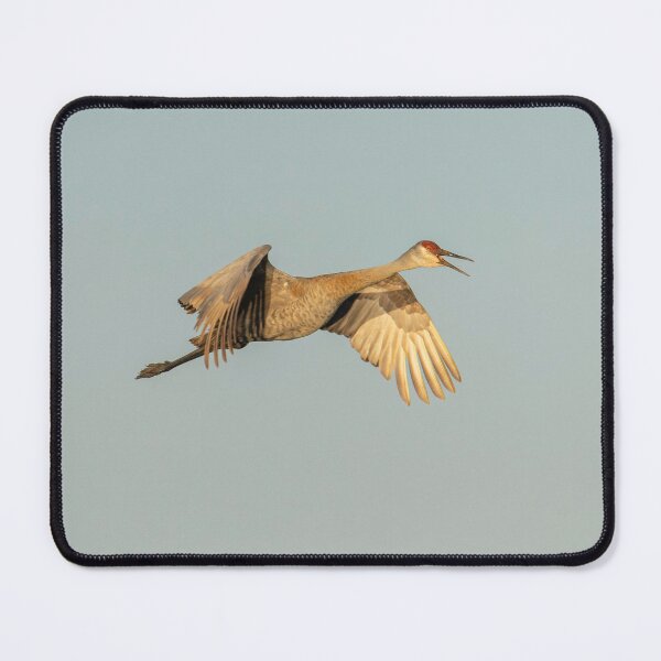 Item preview, Sandhill Crane in flight 4-10-2026 designed and sold by Thomasyoung.