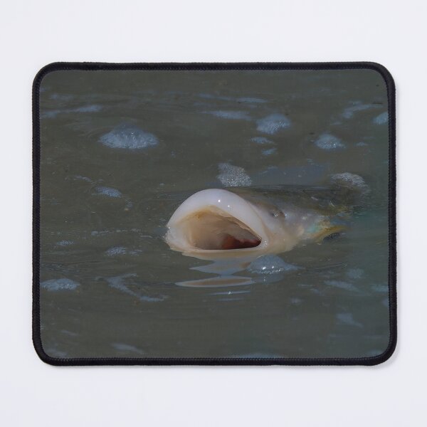 Item preview, Gulp designed and sold by Ralph Goldsmith.