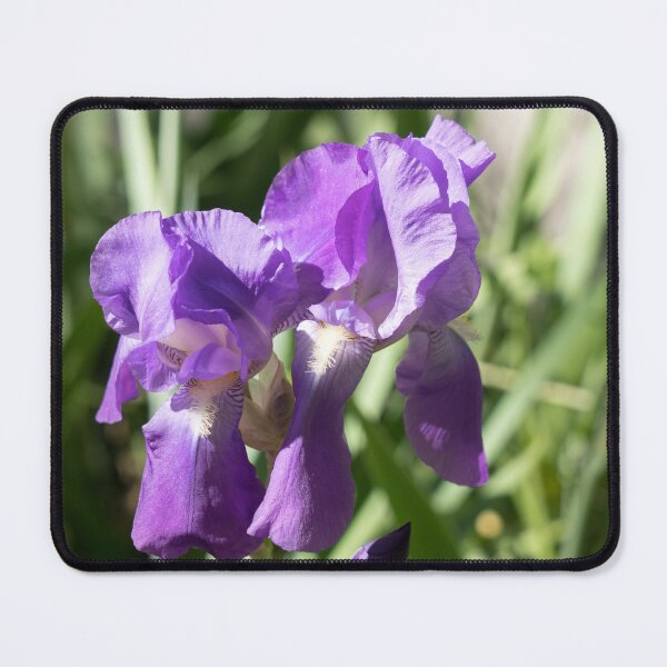 Item preview, Sunlit Iris Blooms Family designed and sold by Georgia Mizuleva.