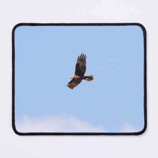Item preview, Marsh Harrier designed and sold by Ralph Goldsmith.