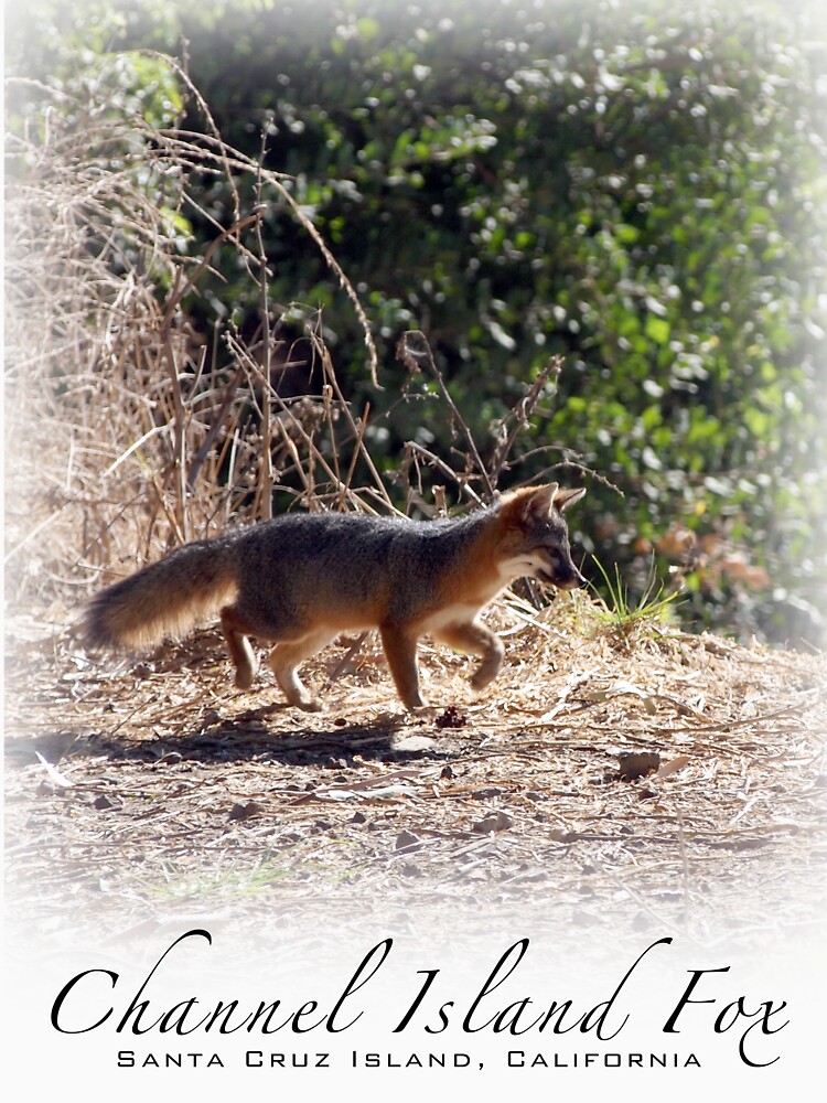 Channel Island Fox (Urocyon littoralis), Santa Cruz Island, California by douglasewelch