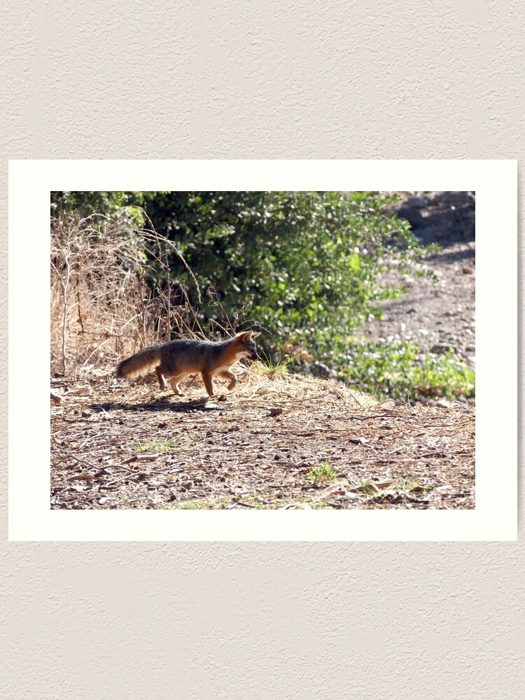 Alternate view of Channel Island Fox (Urocyon littoralis), Santa Cruz Island, California Art Print