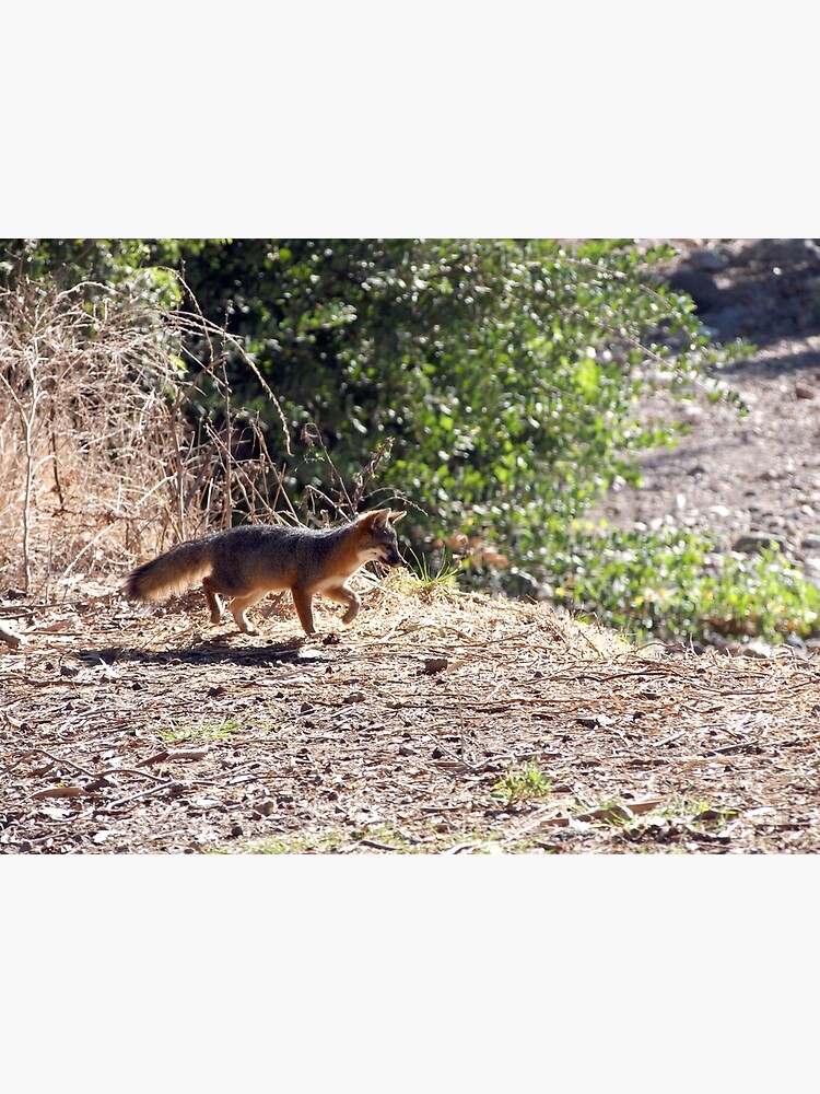 Channel Island Fox (Urocyon littoralis), Santa Cruz Island, California by douglasewelch
