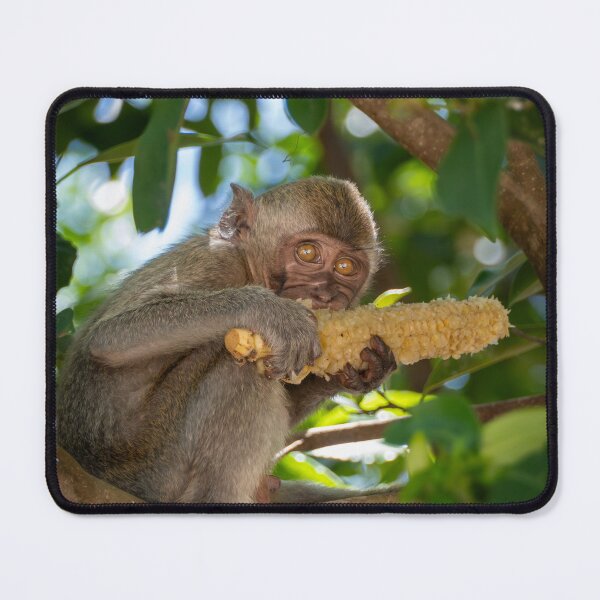 Item preview, Macaque Monkey Eating Corn Tropical Wildlife Photography Jungle Nature Print designed and sold by WildFrameNature.