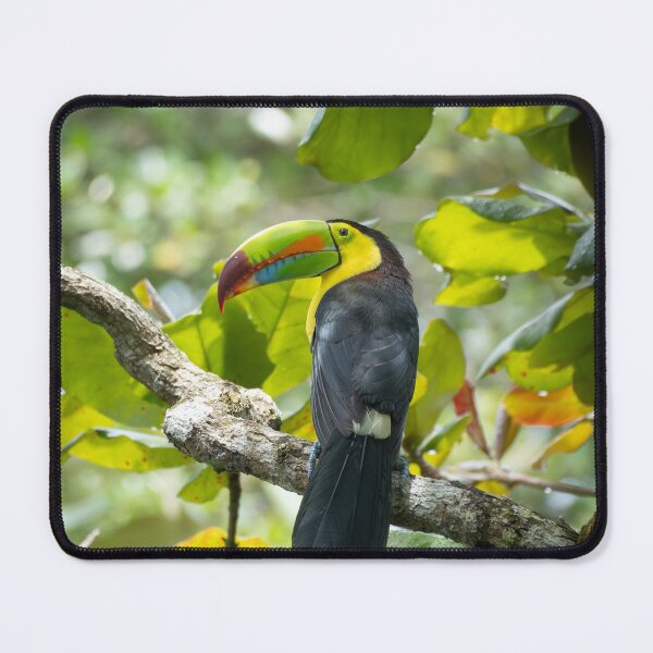 Item preview, Keel-Billed Toucan Tropical Bird Wildlife Photography Jungle Nature Print designed and sold by WildFrameNature.
